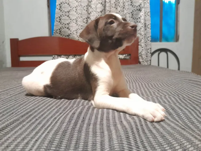 Cachorro ra a SRD-ViraLata idade Abaixo de 2 meses nome N tem nome ainda 