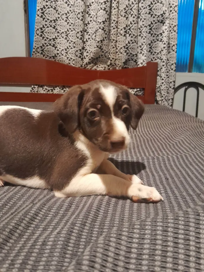 Cachorro ra a SRD-ViraLata idade Abaixo de 2 meses nome N tem nome ainda 