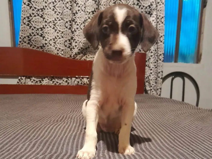 Cachorro ra a SRD-ViraLata idade Abaixo de 2 meses nome N tem nome ainda 