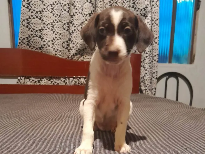 Cachorro ra a SRD-ViraLata idade Abaixo de 2 meses nome N tem nome ainda 