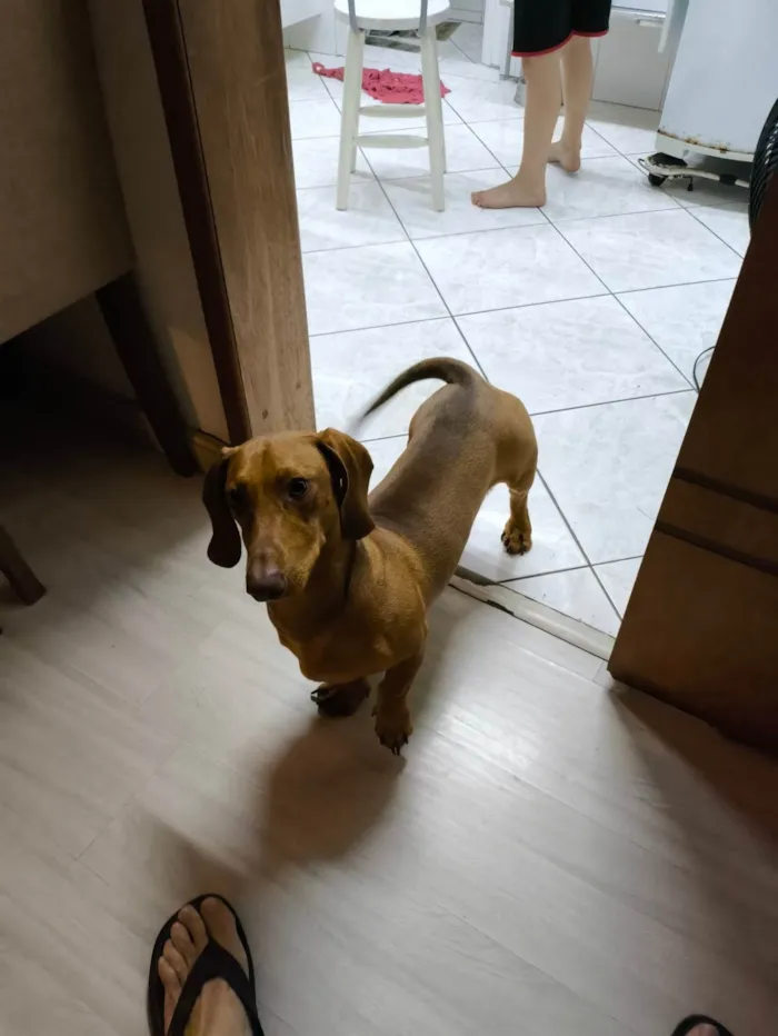 Cachorro ra a Basset-Cofap idade 7 a 11 meses nome EINSTEIN 