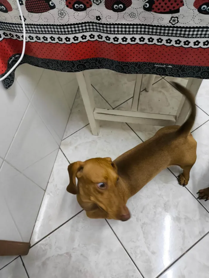 Cachorro ra a Basset-Cofap idade 7 a 11 meses nome EINSTEIN 