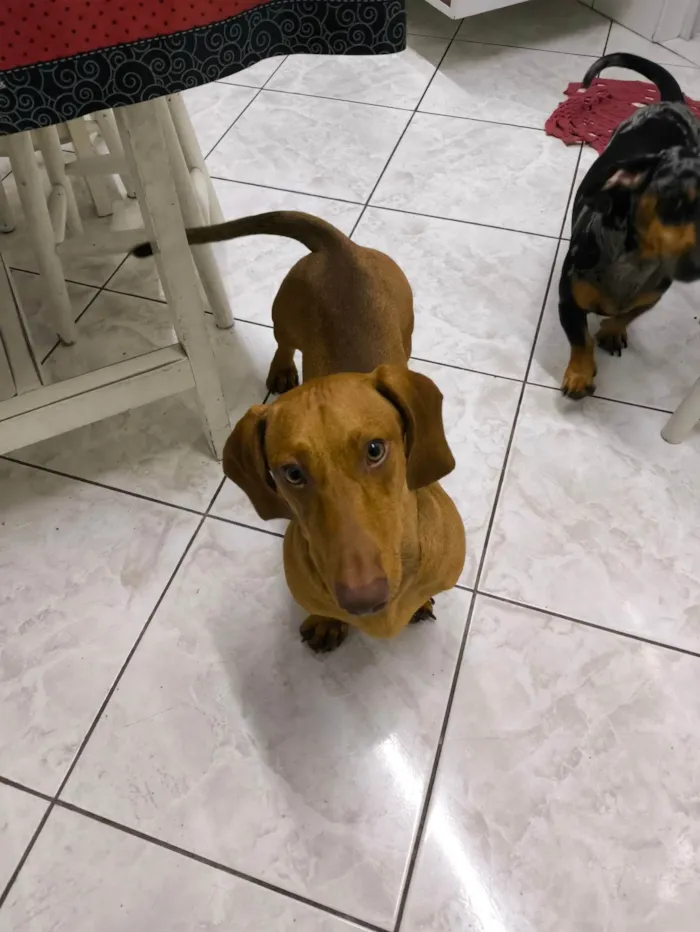 Cachorro ra a Basset-Cofap idade 7 a 11 meses nome EINSTEIN 