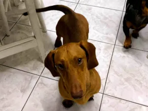 Cachorro raça Basset-Cofap idade 7 a 11 meses nome EINSTEIN 