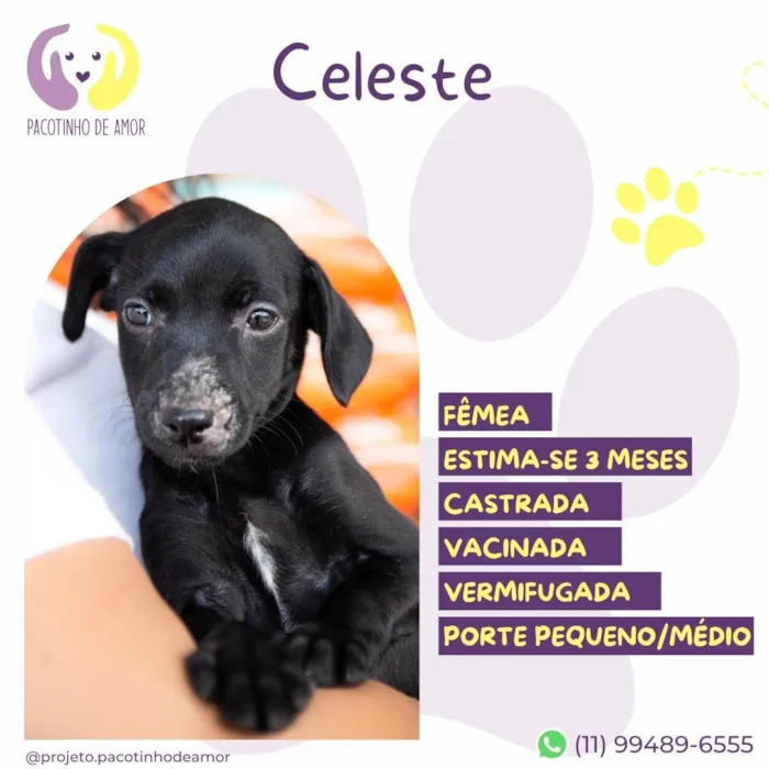 Cachorro ra a SRD-ViraLata idade 2 a 6 meses nome Celeste 