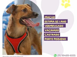 Cachorro raça SRD-ViraLata idade 1 ano nome Hercules