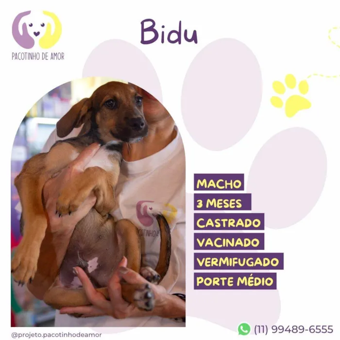 Cachorro ra a SRD-ViraLata idade 2 a 6 meses nome Bidu