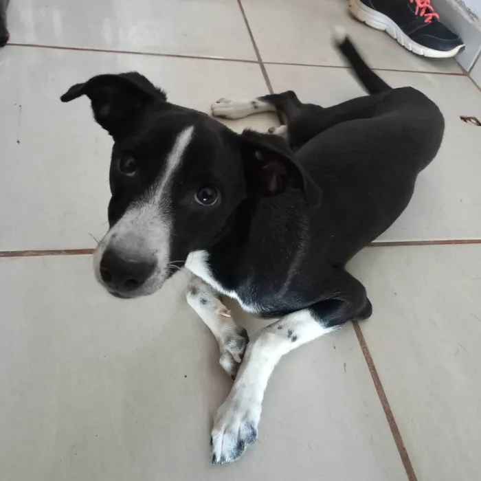 Cachorro ra a SRD-ViraLata idade 2 a 6 meses nome Mila