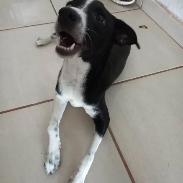 Cachorro ra a SRD-ViraLata idade 2 a 6 meses nome Mila