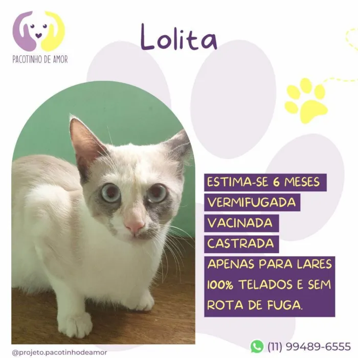 Gato ra a SRD-ViraLata idade 2 a 6 meses nome Lolita