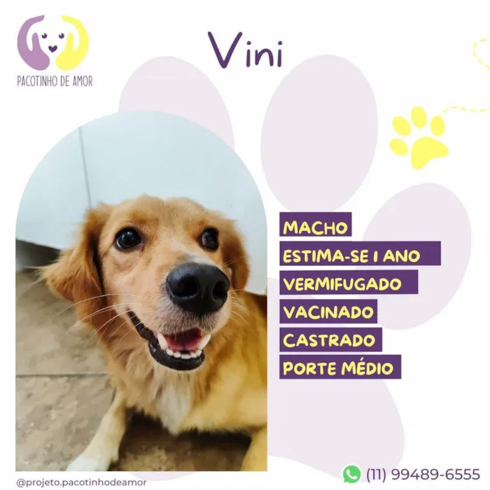 Cachorro ra a SRD-ViraLata idade 1 ano nome Vini