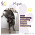 Miguel 