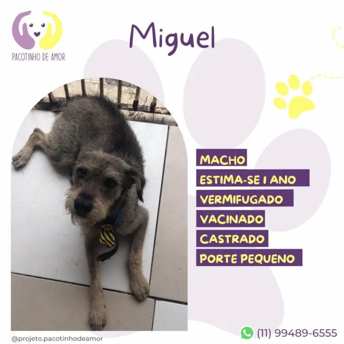 Cachorro ra a SRD-ViraLata idade 1 ano nome Miguel 