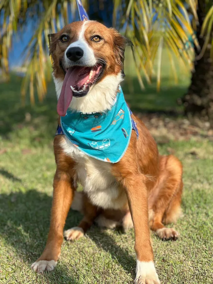 Cachorro ra a SRD-ViraLata idade 2 anos nome Pimpo, amoroso, dócil, mestiço border collie