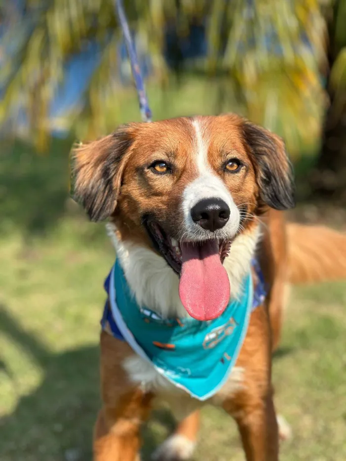 Cachorro ra a SRD-ViraLata idade 2 anos nome Pimpo, amoroso, dócil, mestiço border collie