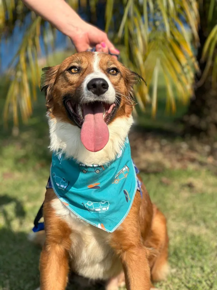 Cachorro ra a SRD-ViraLata idade 2 anos nome Pimpo, amoroso, dócil, mestiço border collie