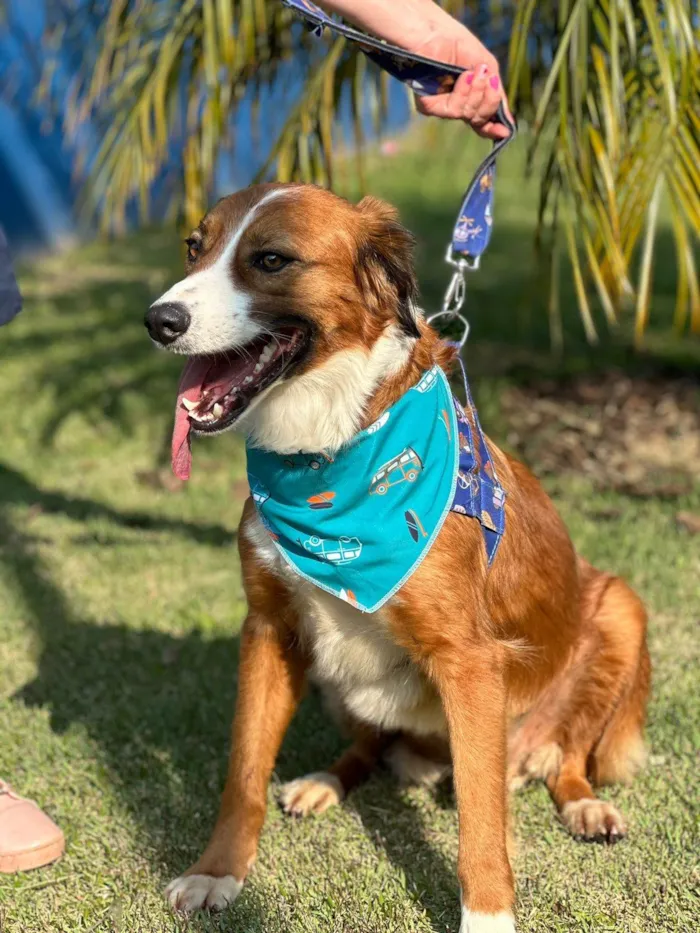 Cachorro ra a SRD-ViraLata idade 2 anos nome Pimpo, amoroso, dócil, mestiço border collie