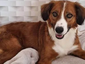 Cachorro raça SRD-ViraLata idade 2 anos nome Pimpo, amoroso, dócil, mestiço border collie