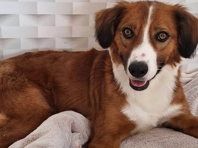 Cachorro ra a SRD-ViraLata idade 2 anos nome Pimpo, amoroso, dócil, mestiço border collie