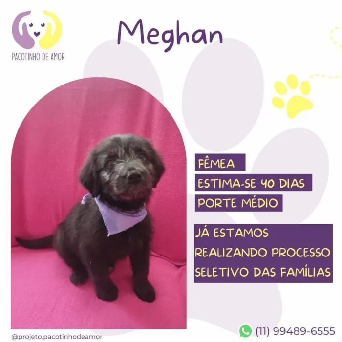 Cachorro ra a SRD-ViraLata idade Abaixo de 2 meses nome Meghan 