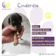 Cinderela