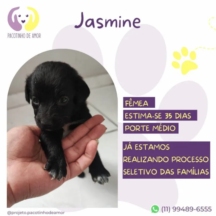 Cachorro ra a SRD-ViraLata idade Abaixo de 2 meses nome Jasmine