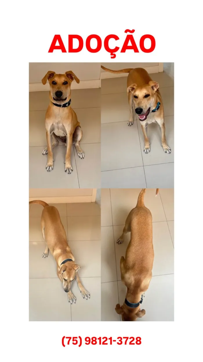 Cachorro ra a SRD-ViraLata idade 7 a 11 meses nome Scooby 