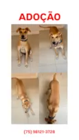 Scooby
