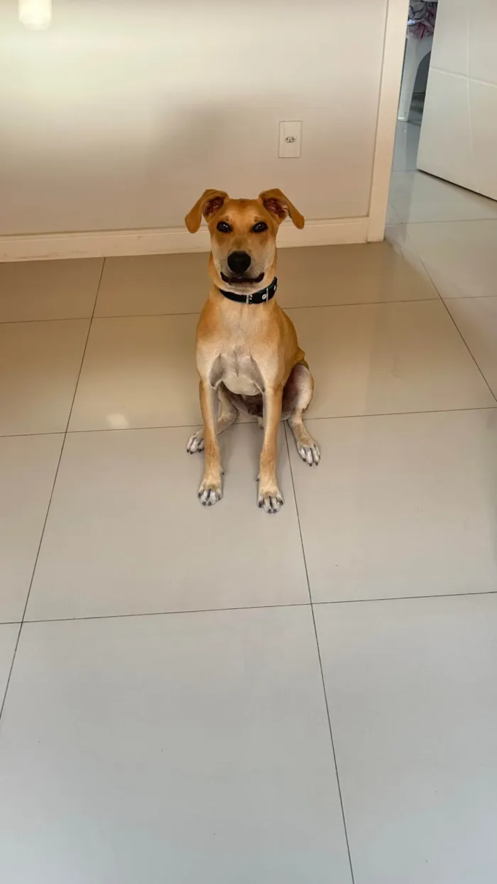 Cachorro ra a SRD-ViraLata idade 7 a 11 meses nome Scooby 