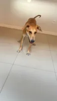 Scooby