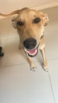 Scooby