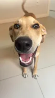 Scooby