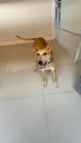 Scooby
