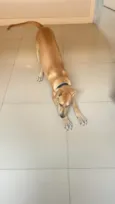 Scooby