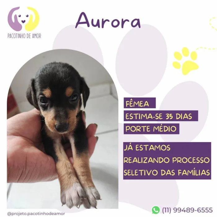 Cachorro ra a SRD-ViraLata idade Abaixo de 2 meses nome Aurora 