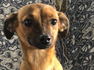 Cachorro raça SRD-ViraLata idade 2 a 6 meses nome Estela 