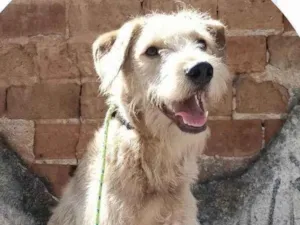 Cachorro raça SRD-ViraLata idade 7 a 11 meses nome Scooby