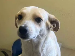 Cachorro raça SRD-ViraLata idade 1 ano nome Princesa