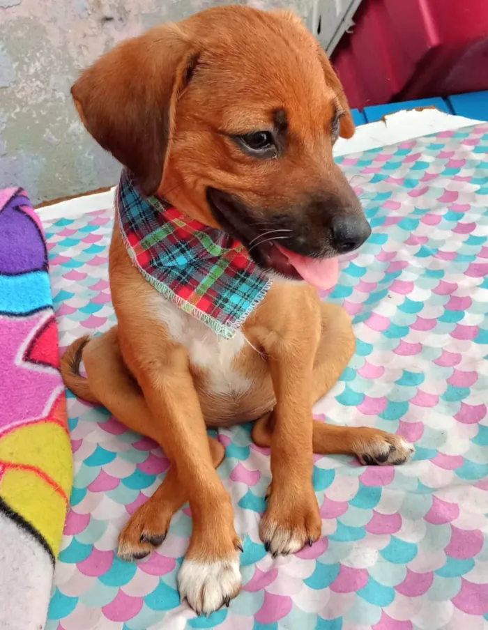 Cachorro ra a SRD-ViraLata idade 2 a 6 meses nome Kate