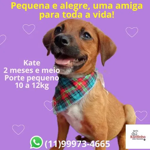 Cachorro ra a SRD-ViraLata idade 2 a 6 meses nome Kate