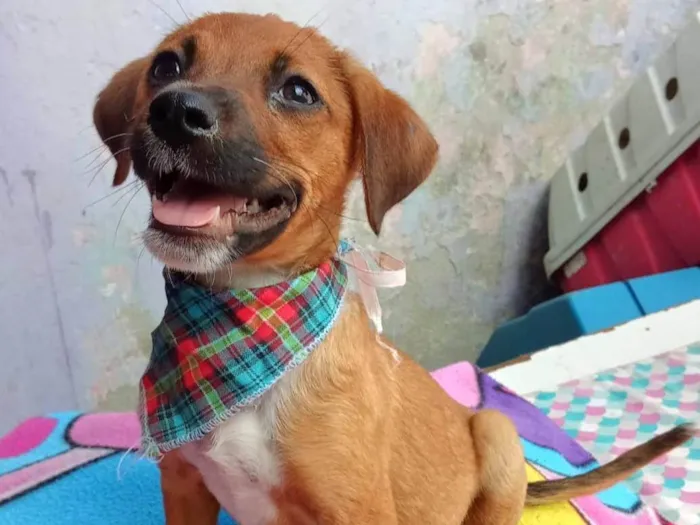 Cachorro ra a SRD-ViraLata idade 2 a 6 meses nome Kate