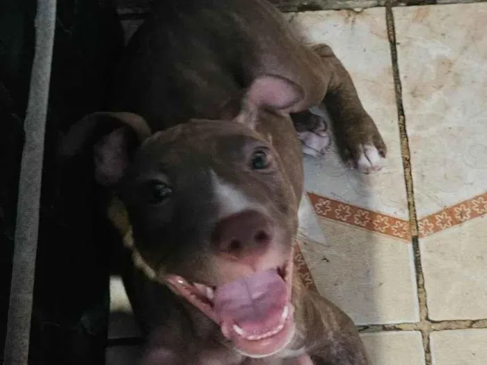 Cachorro ra a Pit-Bull idade 2 a 6 meses nome Trovão 