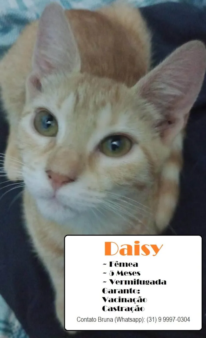 Gato ra a SRD-ViraLata idade 2 a 6 meses nome Daisy