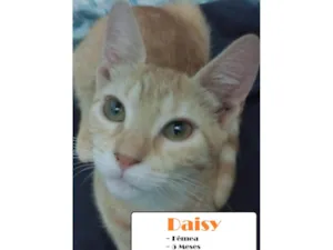 Gato raça SRD-ViraLata idade 2 a 6 meses nome Daisy