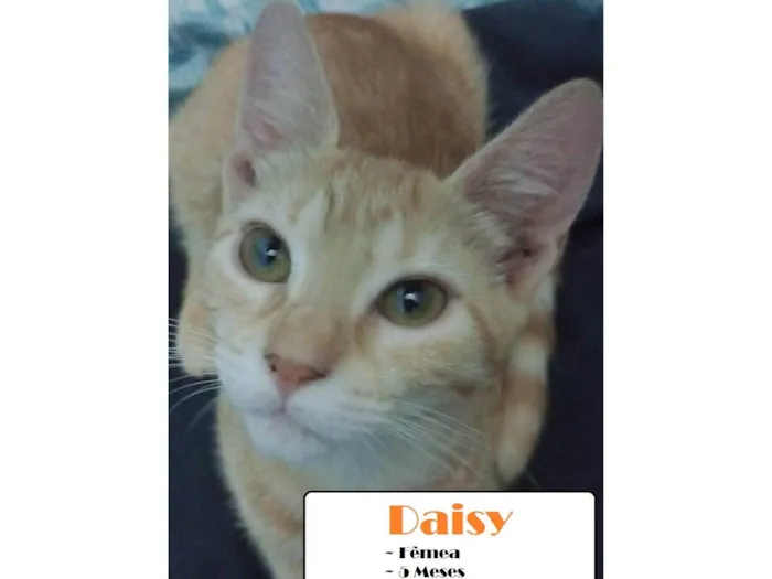 Gato ra a SRD-ViraLata idade 2 a 6 meses nome Daisy