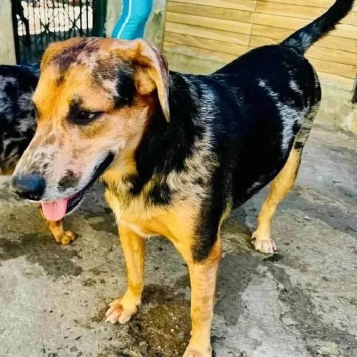 Cachorro ra a SRD-ViraLata idade 2 anos nome Kevin