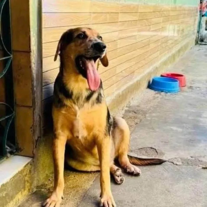 Cachorro ra a SRD-ViraLata idade 2 anos nome Kevin