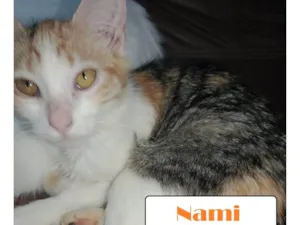 Gato raça SRD-ViraLata idade 2 a 6 meses nome Nami