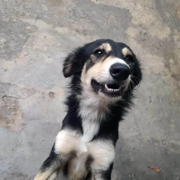 Cachorro ra a SRD-ViraLata idade 1 ano nome Panda