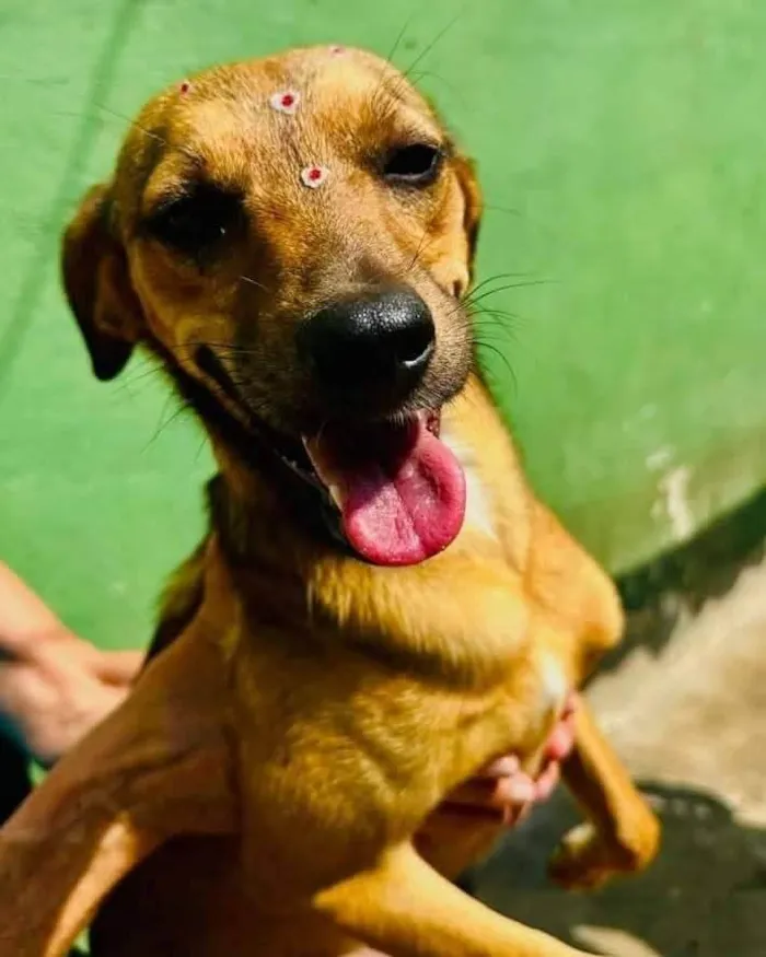 Cachorro ra a SRD-ViraLata idade 2 anos nome Dolly